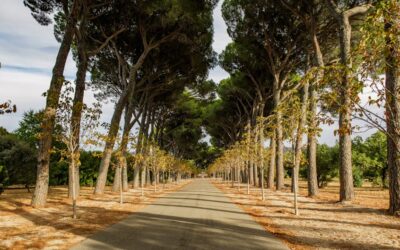 Aumento de Labios en Madrid: Armonía Facial desde la Diversidad Estética
